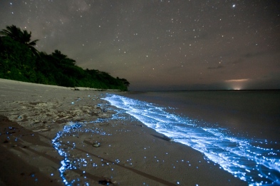 bioluminescence from glowing plankton in tide line on beach, with stars above,  Vaadhoo Island, Raa Atoll, Maldives
